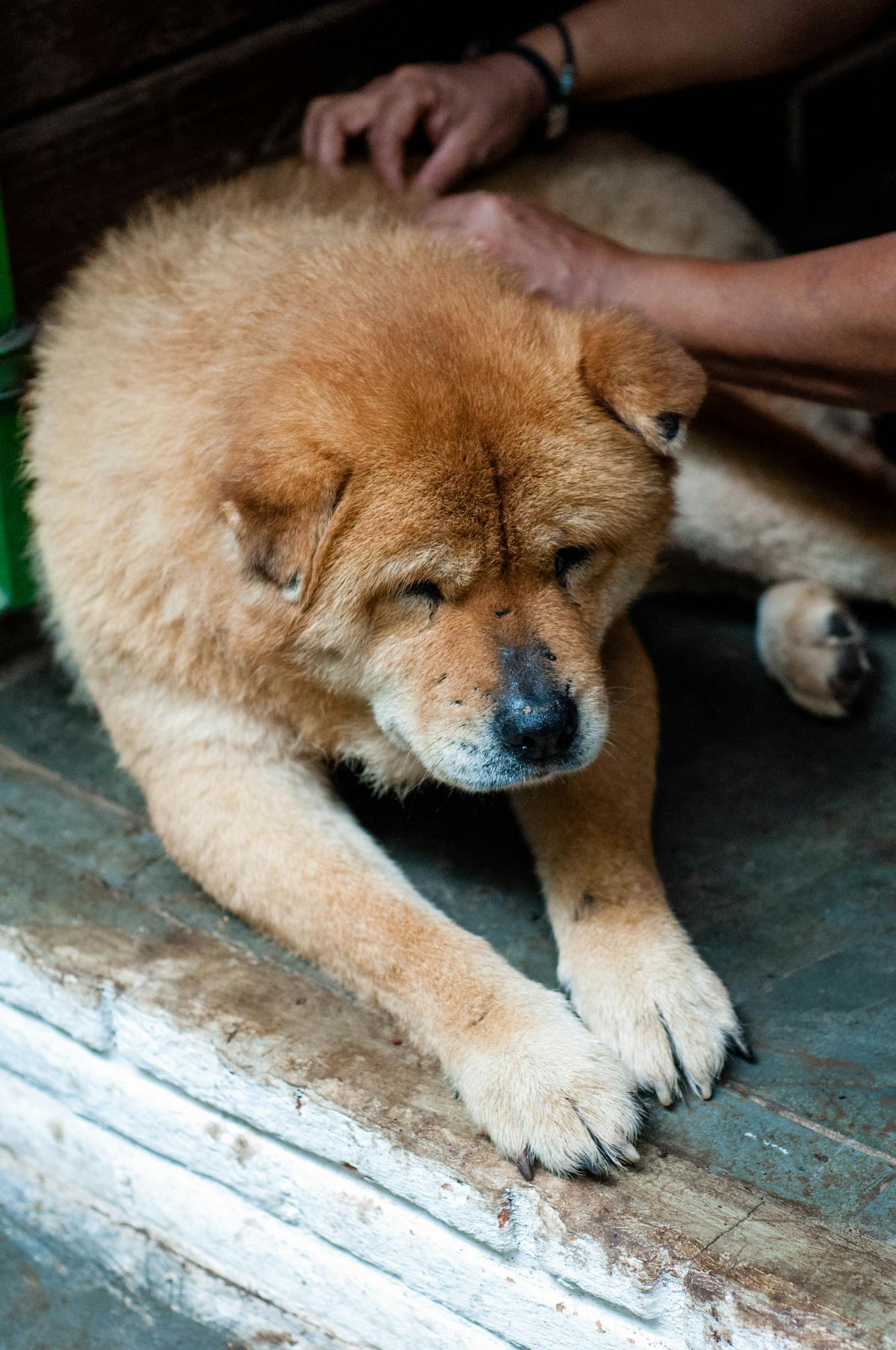 A Chow Chow dog receiving gentle care indoors, showcasing compassion and animal welfare.