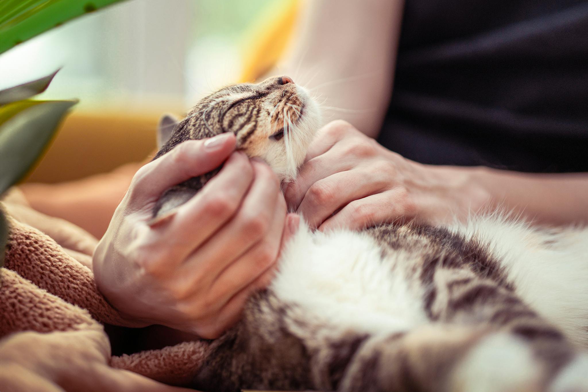 A relaxed tabby cat enjoys being petted indoors, highlighting tranquility and affection.