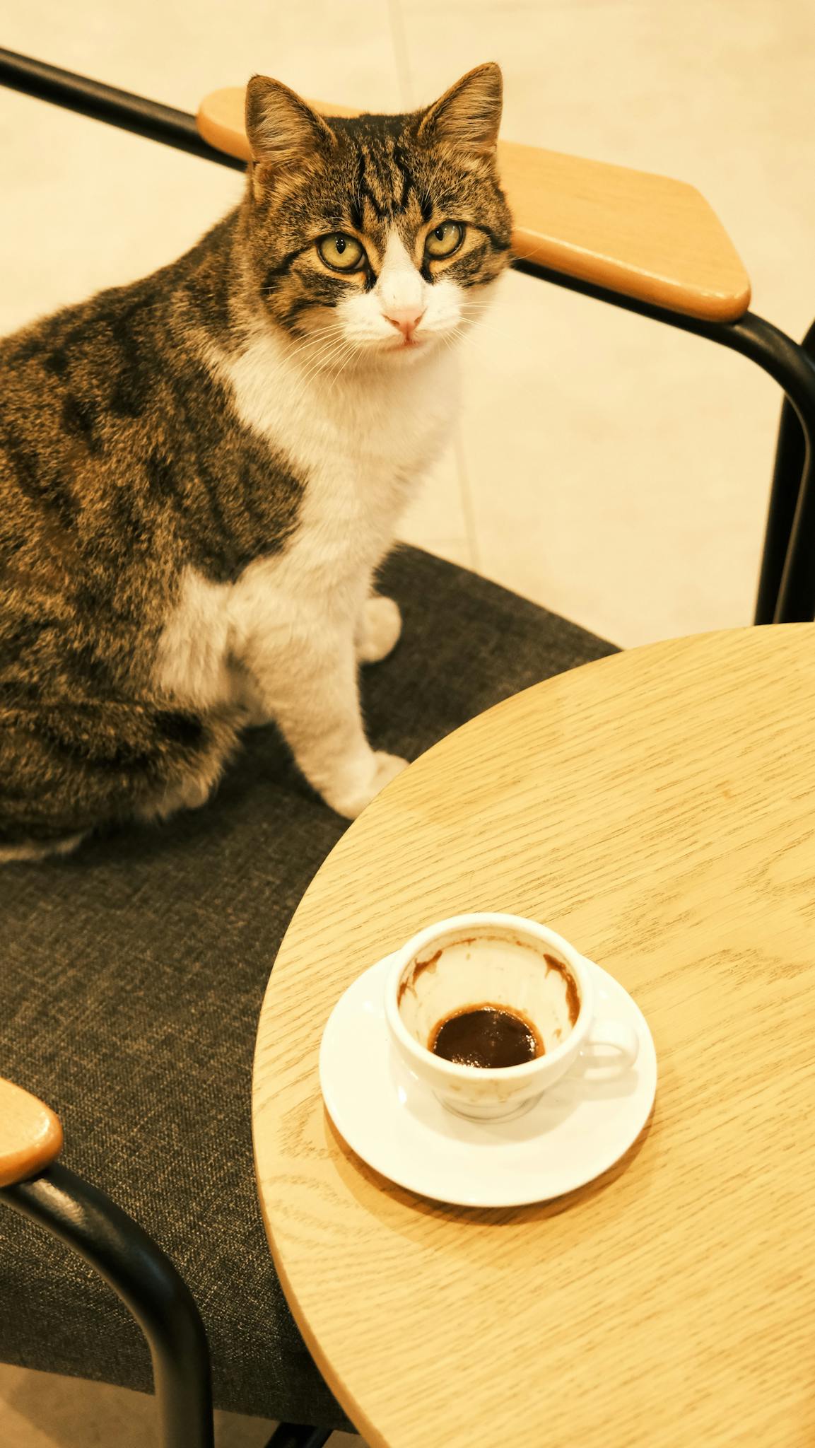 Cute tabby cat sitting beside an empty espresso cup in a cafe setting.